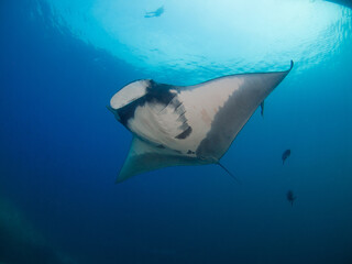 Oceanic manta ray swimming in the blue (Koh Tachai, Similan, Thailand)