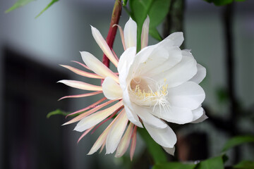 White Epiphyllum anguliger flower in blur background. Flowers that bloom at midnight