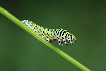 Larvae of the Golden Phoenix butterfly on wild plants, North China