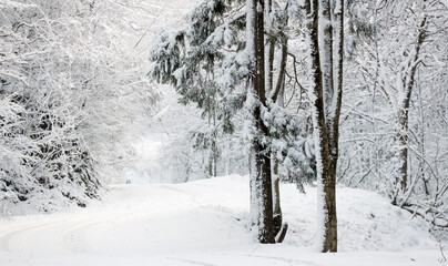 Snow covered trees in winter