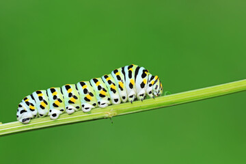 Larvae of the Golden Phoenix butterfly on wild plants, North China