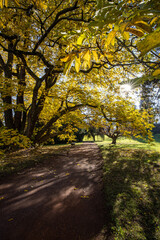 Splendid autumn/fall captured in a landscape image - vivid colors disappearing slowly and making room for the greyish aspect of winter