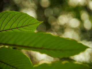 mitragyna speciosa or kratom to be legal in Thailand on 2020