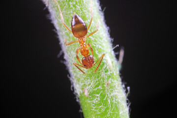 Ants on wild plants, North China