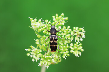 Longicorn beetles live on wild plants in North China