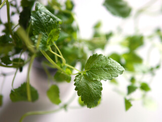 Leaves of mint lemon balm with leaves on a white background.