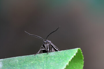 Moths on leaves in nature, North China Plain