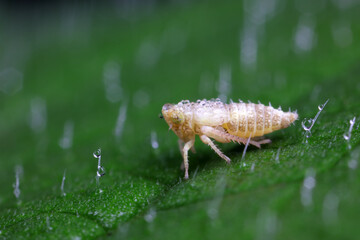 Leafhopper on wild plant, North China