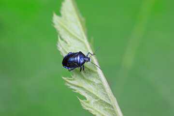 stinkbug on plant leaves in nature, North China Plain