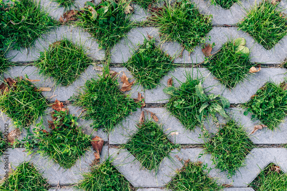 Wall mural Green grass and dry leaves close up