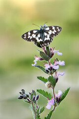 Butterfly Melanargy Galatea sits on a summer day on a pink field flower