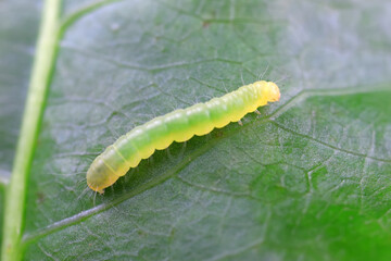 Lepidoptera larvae on wild plants, North China