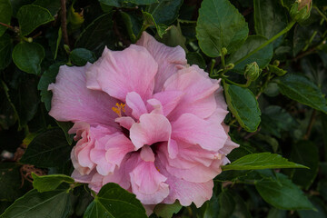 Blüten auf Madeira