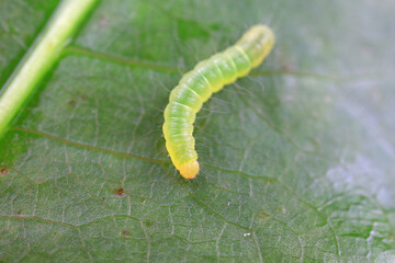 Lepidoptera larvae on wild plants, North China