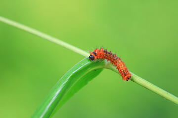 The larvae of the green tailed silkworm moth are on the green leaves