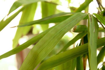 Long leafs background. Rhapis plant leafs with bright background.