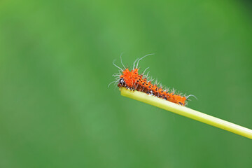 The larvae of the green tailed silkworm moth are on the green leaves