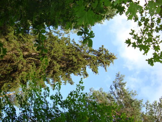 The green firs fluffed their needles. Majestic fir trees in the forest.