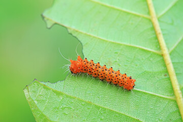 The larvae of the green tailed silkworm moth are on the green leaves