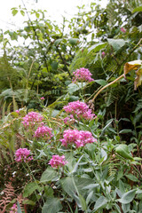 Fototapeta premium Blüten auf Madeira