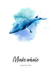Minke whale card watercolor illustration on watercolor splash background