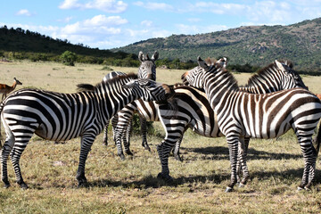 Fototapeta na wymiar View of Maasai Mara, Kenya