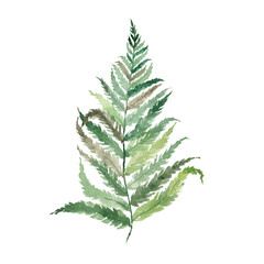 Watercolor green fern leaf isolated on white background. Botanical illustration. Forest, tropics.
