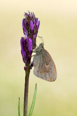 a Butterfly Maniola jurtina in the early morning on a glade awaiting dawn