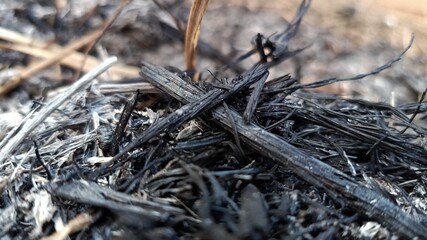 Ash