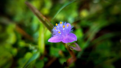 blue flower in the morning