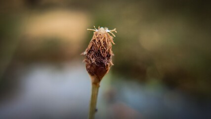 close up of a bud of a plant