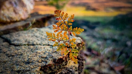 moss on stone
