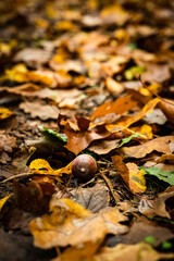 Herbstlaub