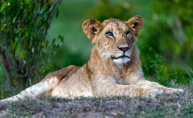 portrait of a lion in the wild