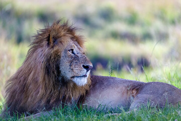 portrait of a lion in the wild