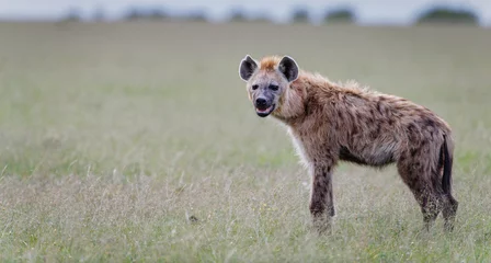 Foto op Canvas Portrait of a hyena in Masai Mara  © Ruzdi