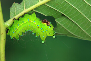 The larvae of the green tailed silkworm moth are on the green leaves