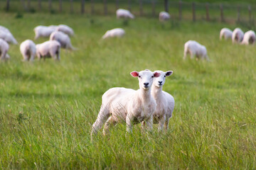 pair of sheep watching at the camera on a field in a sunset