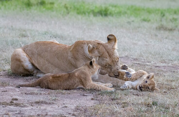Lioncubs do what cubs always does, play!