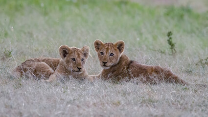 Lioncubs do what cubs always does, play!