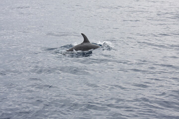 Delphine vor Madeira