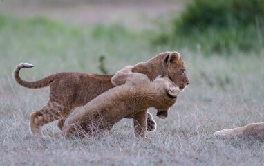 Obraz na płótnie Canvas Lioncubs do what cubs always does, play!