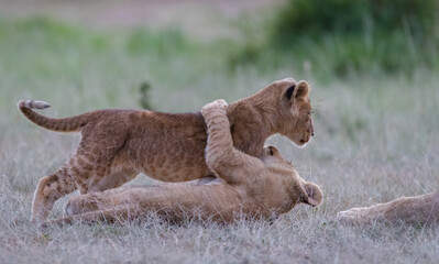 Lioncubs do what cubs always does, play!