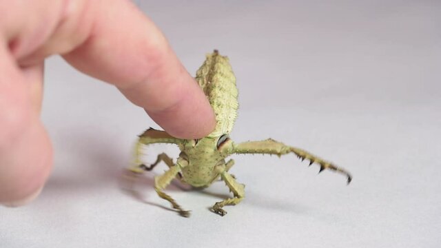 Human finger disturbing a young female of Heteropteryx dilatata on alert, commonly known as jungle nymph. Tropical insect, phasmid from Malaya on white background