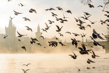 Birds flying in front of the Charles Bridge one misty morning in Prague.