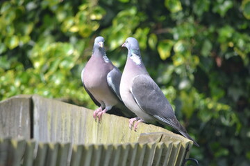 pigeon on a fence