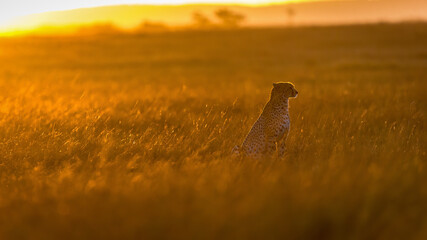 Sunrise over Maasai Mara with a cheetah