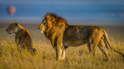 Lions mating in the wild