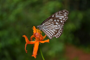 butterfly on flower