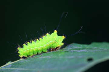 The larvae of the green tailed silkworm moth are on the green leaves